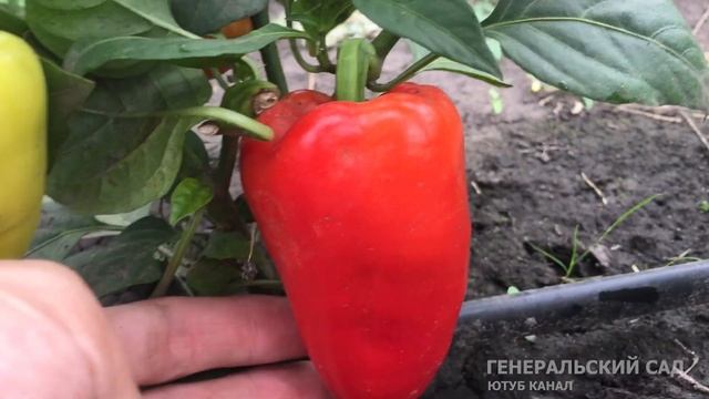 Подкормите этим ваши перцы в Августе! Перцы краснеют на глазах и дают обильный урожай! смотреть онлайн