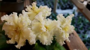 Фиалка ЛЕ-Бриллиант Тиффани