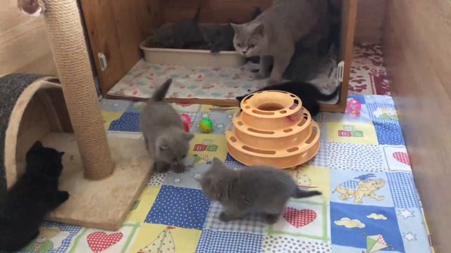 Британские котята