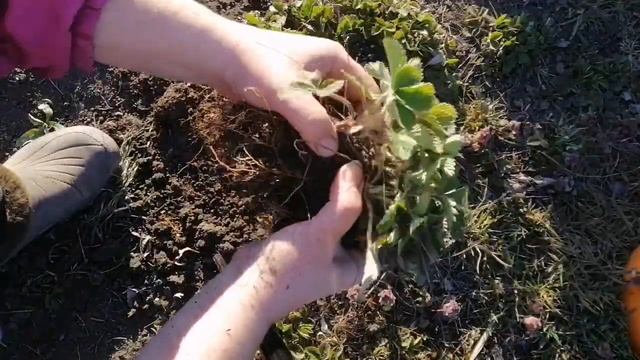 #Земляника мелкоплодная. смотреть онлайн