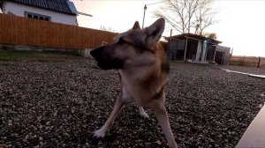 Волк Аяврик и Луна станут свездами Российского кино ! Пригласили сняться в фильме ! Жизнь с бандой