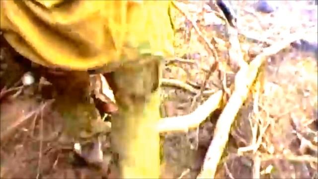 Сергей Тимошенко - Львиное сердце смотреть онлайн