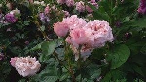 С Днем космонавтики! Роза МАЙОР ГАГАРИН - чайно-гибридная (грандифлора) , В.Н. Клименко, 1957-61гг