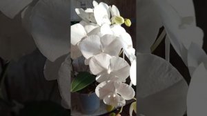 Phal. Charming Crystal Water 1287🤍