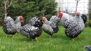 Порода кур Виандот
