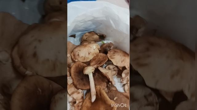 Сходили за ?гриб очками, ?в лес