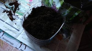 Высаживаем в горшок цветок Дицентра великолепная сорт Валентина (разбитое сердце)