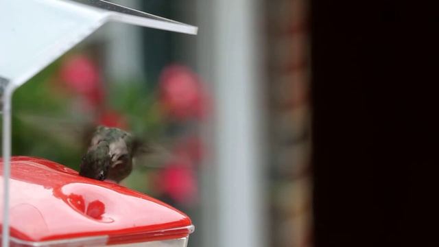 Hummingbird feeding at Window macro Canon 100mm смотреть онлайн