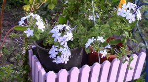 Плюмбаго или свинчатка.  Красивое растение для оформления стен дома.