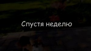 ШИКАРНЕЙШИЙ Лилейник Венециан Фринж Venetian Fringe