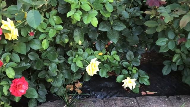 Rose Shockwave Yellow Roses