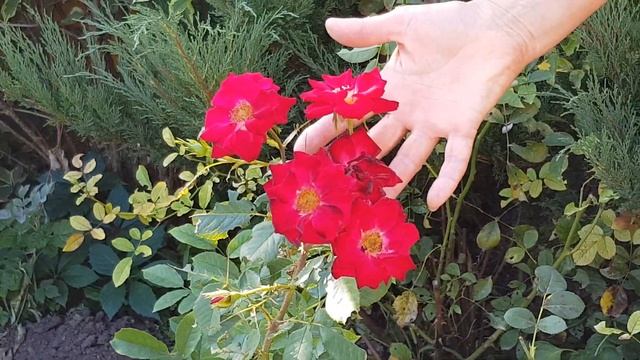 Выбор растений для сада смотреть онлайн