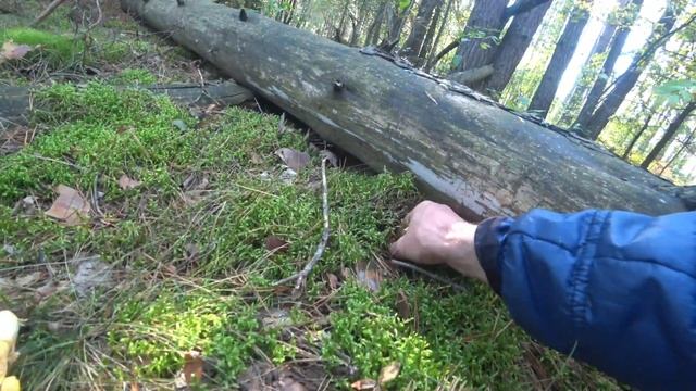 как хорошо попадаются грибочки ... смотреть онлайн