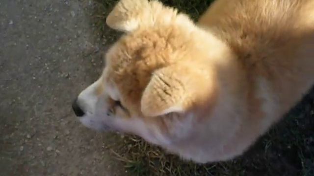 Akita Inu- Акита ину - Amaya смотреть онлайн