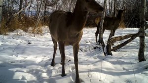 самки изюбря
