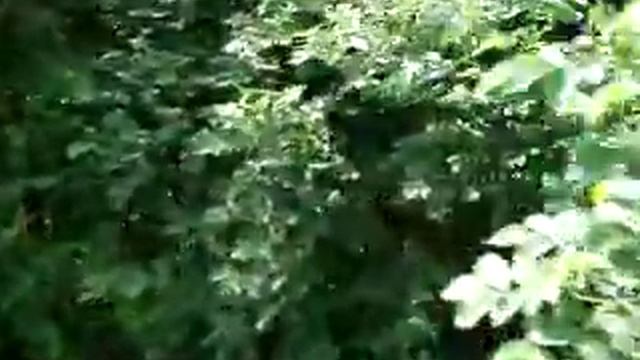 Медоносы для пчел!!! смотреть онлайн