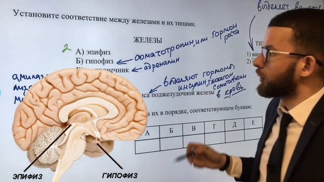 Железы внутренней секреции в ЕГЭ