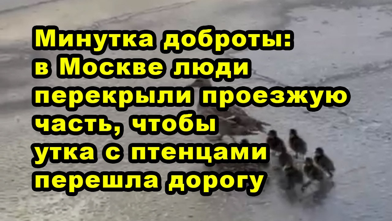 Минутка доброты: в Москве люди перекрыли проезжую часть, чтобы утка с птенцами перешла дорогу