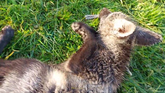 ЛисЯша и Леся. Побегушки-поскакушки смотреть онлайн