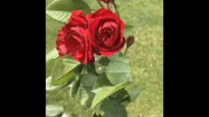 Штамбовые розы!! Rose Nina Weibull !! Роза Нина Вейбул на штамбе!!