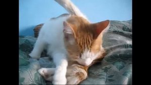 Киса , вертикальный  хвост. Красивые  киски,  смешные  животные.