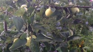 яблоня Папировка