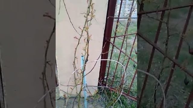 Дача 9 (встреча с соседом) смотреть онлайн