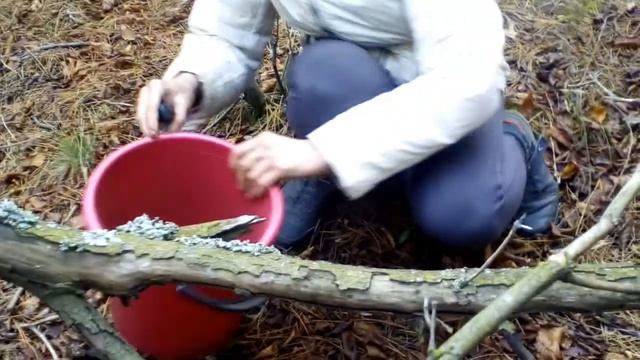 Выход в лес по грибы 5.11.2017.Водопад в лесу и скала. смотреть онлайн