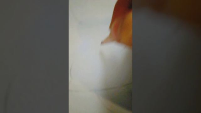 Макс из тайной жизни домашних животных смотреть онлайн