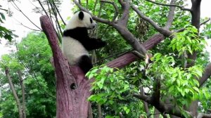 Живая планета - Панда