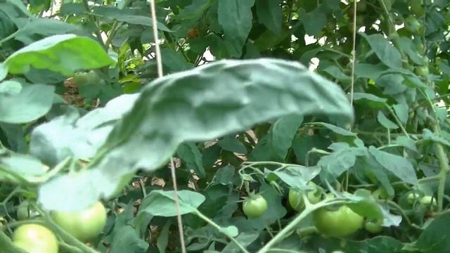 Томат. Обзор томатов в теплице на 09 августа 2022. смотреть онлайн