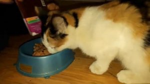 Как ухаживать за кошкой