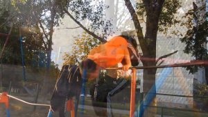 Самые Сложные Силовые Элементы на турнике