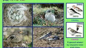 Пуночка. Голоса птиц