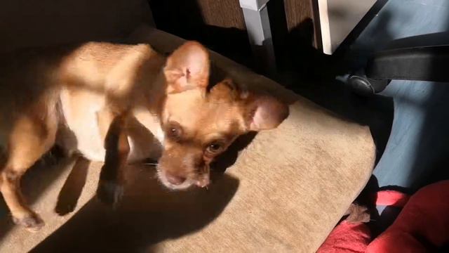 Дрессировка собак. Как правильно настроить собаку на работу. смотреть онлайн