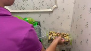 Обзор. Что нужно для хомяка. Покупки для грызунов.