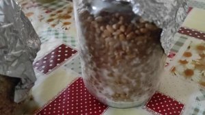 Методика выращивания чёрного зимнего трюфеля. Kako gajati crni zimski tartuf Tuber melanosporum
