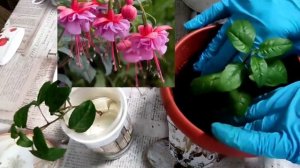 Посадка черенков ФУКСИИ/условия/