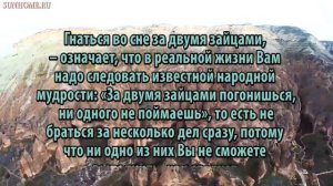 К чему снится Заяц сонник, толкование сна