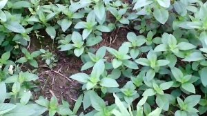 Дикая мята на даче