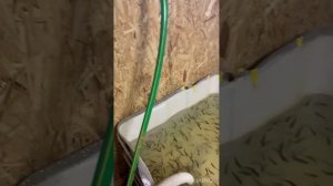 Адаптация форели, нормы кормления малька.
