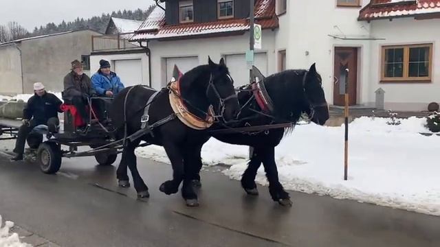 Першерон жеребец 2018 г лицензирован(4) смотреть онлайн