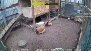 Курятник. Жизнь в курятнике. Можно покормить онлайн. Chicken coop stream. Online feed