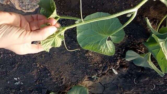 Сад огород своими руками. Июнь. Подкормка томатов. Формирование дыни.