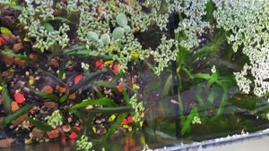 Био Аквариум из Био фильтра на окне, 18 м. без подмен и аэрации!