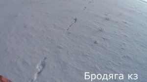 Охота на зайца как это было. Кучность Тоз-34 .