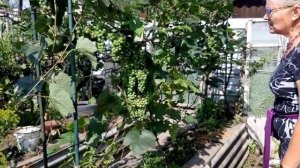 ВИНОГРАД в СИБИРИ! КАК ВЫРАСТИТЬ рассказывает НАДЕЖДА!