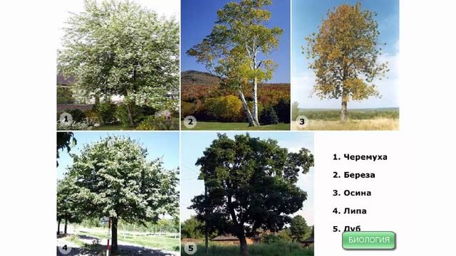 Жизненные формы растений смотреть онлайн