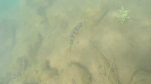 Дайвинг 16.06.2024. Марганцевый карьер