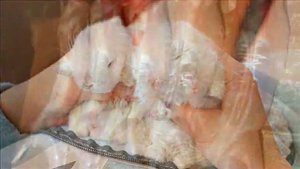 Кролиководство как бизнес